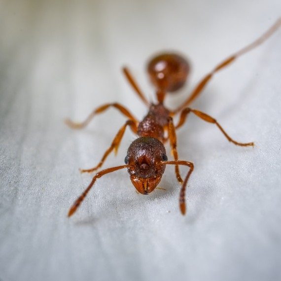 Field Ants, Pest Control in Woolwich, SE18. Call Now! 020 8166 9746