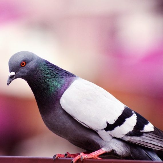 Birds, Pest Control in Woolwich, SE18. Call Now! 020 8166 9746