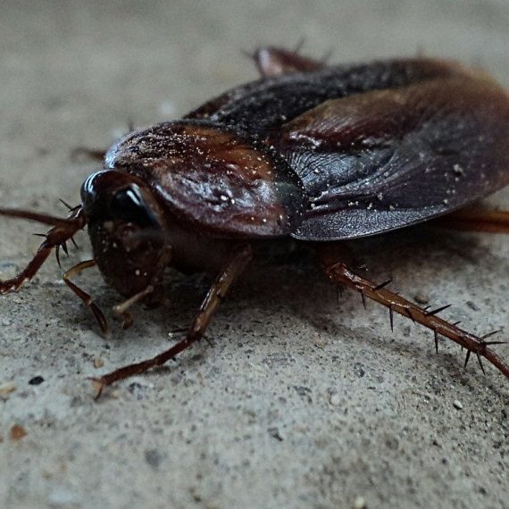 Cockroaches, Pest Control in Woolwich, SE18. Call Now! 020 8166 9746