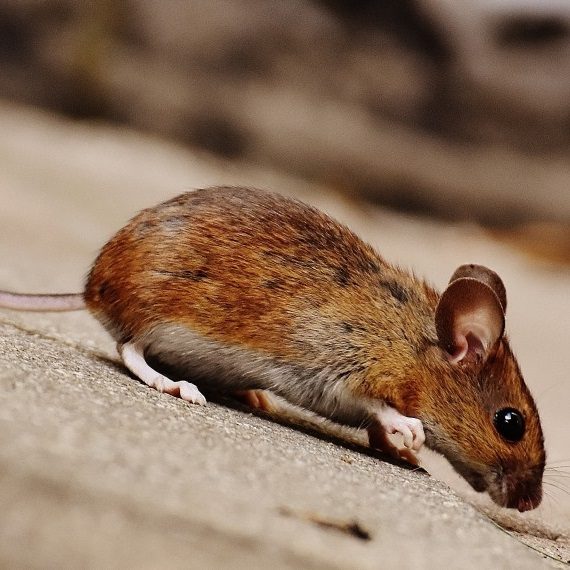 Mice, Pest Control in Woolwich, SE18. Call Now! 020 8166 9746