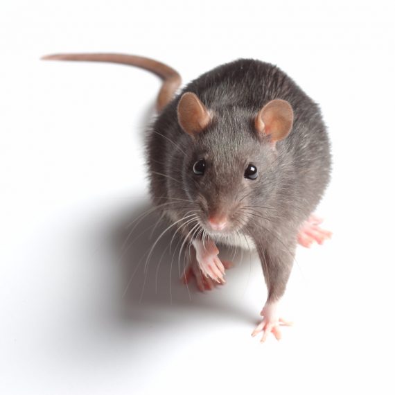 Rats, Pest Control in Woolwich, SE18. Call Now! 020 8166 9746