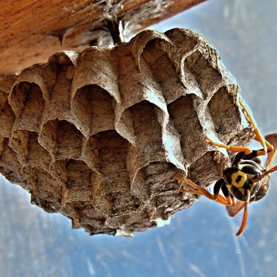 Wasps Nest, Pest Control in Woolwich, SE18. Call Now! 020 8166 9746